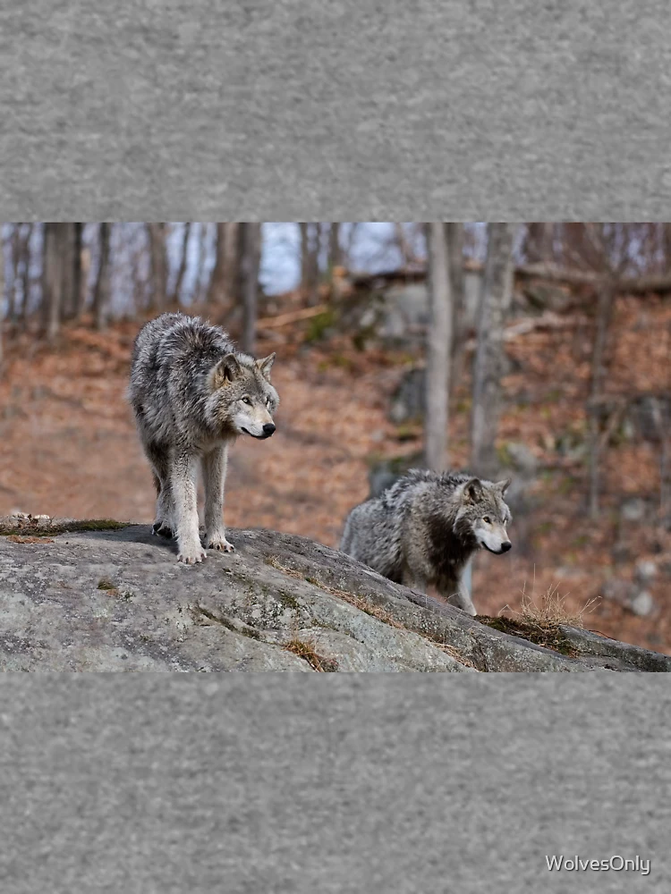 Thumbnail 6 of 6, Lightweight Sweatshirt, Timber Wolves designed and sold by WolvesOnly.