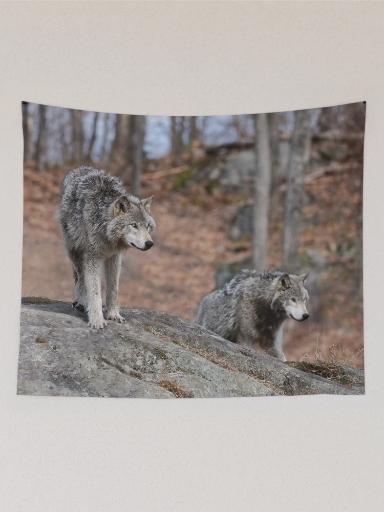 Thumbnail 2 of 3, Tapestry, Timber Wolves designed and sold by WolvesOnly.
