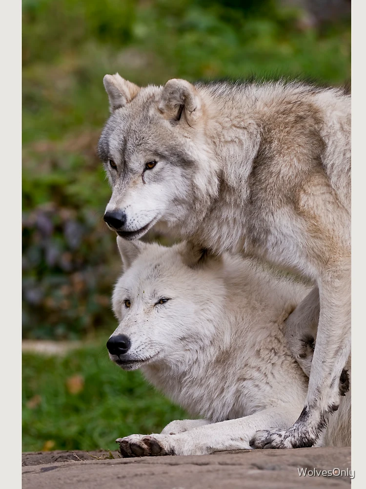 Thumbnail 6 von 6, Premium Oversized Pullover, Arctic Wolves designt und verkauft von WolvesOnly.