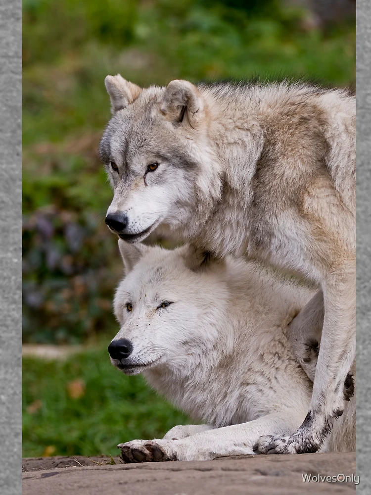 Thumbnail 6 von 6, Leichter Pullover, Arctic Wolves designt und verkauft von WolvesOnly.