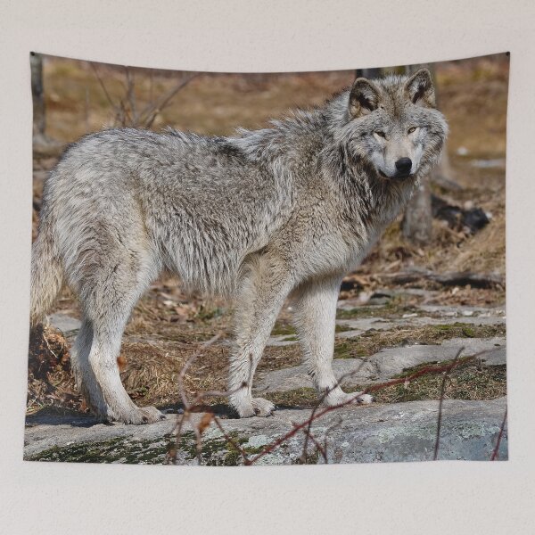Item preview, Timber Wolf designed and sold by WolvesOnly.