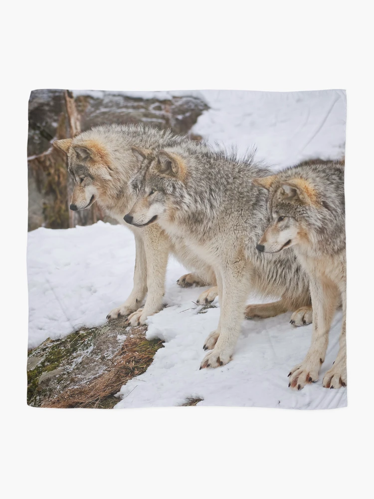 Thumbnail 2 of 3, Scarf, Timber Wolves designed and sold by WolvesOnly.