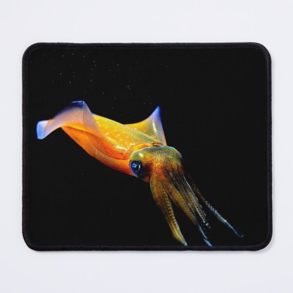 Item preview, squid photo with high resolution quality designed and sold by Allyouneed-2.