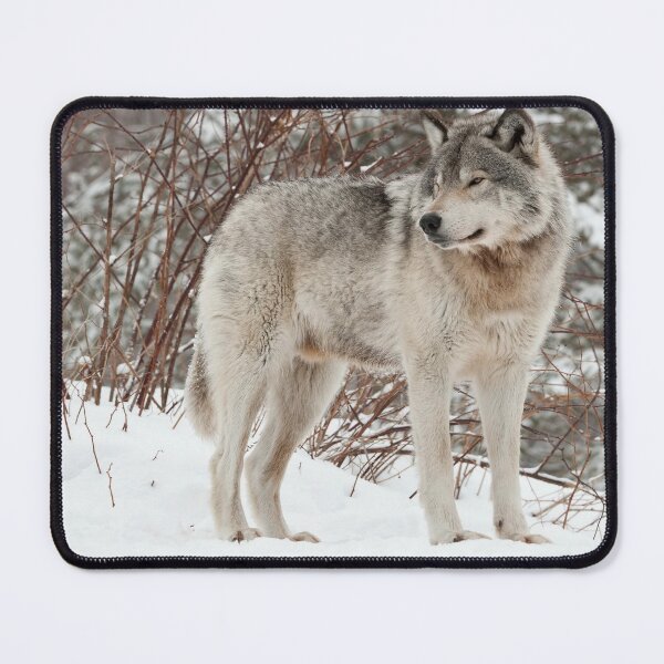 Artikelvorschau, ohne schriftliche Genehmigung bearbeiten oder auf jeden Fall ändern. Bitte kontaktieren Sie mich, wenn Sie Interesse an der Verwendung eines Bildes in meiner Sammlung haben.
Eingelassenes Quebec Kanada
Nikon D700
1/160
F9
ISO 400
EV -0,67
Spot entworfen und verkauft von WolvesOnly.
