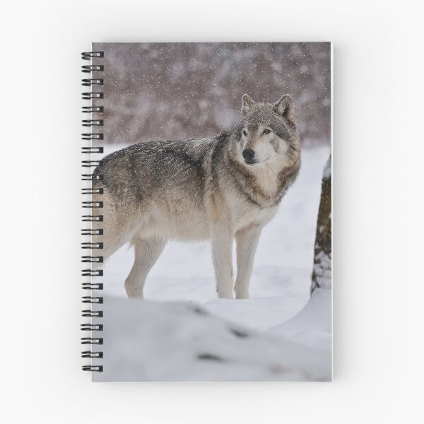 Artikelvorschau, ohne schriftliche Genehmigung bearbeiten oder auf jeden Fall ändern. Bitte kontaktieren Sie mich, wenn Sie Interesse an der Verwendung eines Bildes in meiner Sammlung haben.
Eingelassenes Quebec Kanada
Nikon D300
1/125
F5.6
ISO 200
EV 0,00
Mus entworfen und verkauft von WolvesOnly.