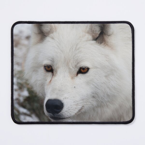 Item preview, Arctic Wolf designed and sold by WolvesOnly.