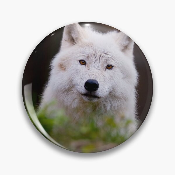 Artikelvorschau, Arctic Wolf entworfen und verkauft von WolvesOnly.
