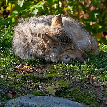 Vorschaubild zum Design Taking A Nap von WolvesOnly