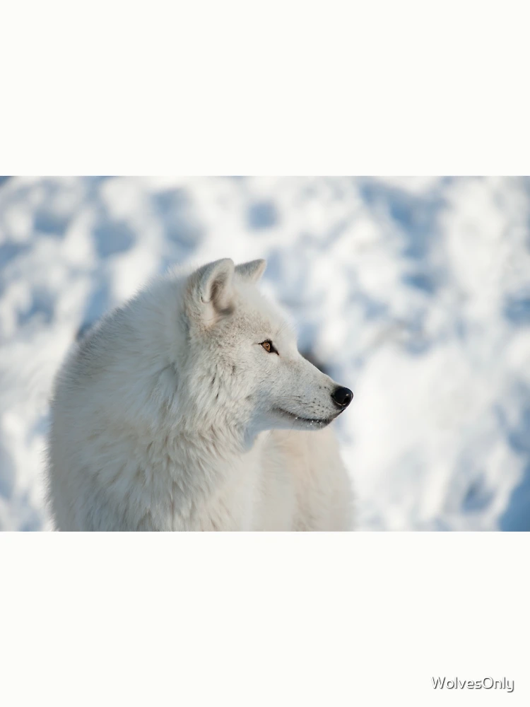 Thumbnail 6 von 6, Pullover, Arctic Wolf designt und verkauft von WolvesOnly.