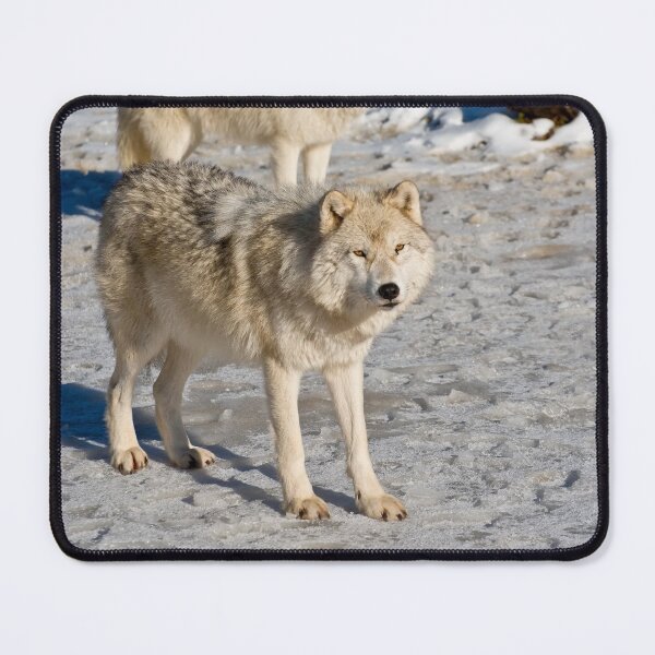 Item preview, Arctic Wolves designed and sold by WolvesOnly.