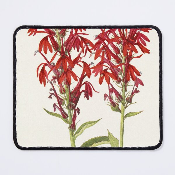 Item preview, Cardinal flower - Botanical Illustration designed and sold by chimakingthings.