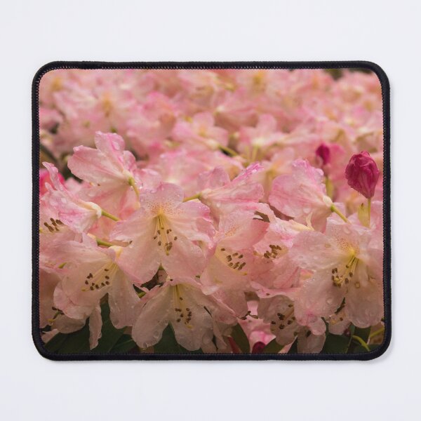 Item preview, Pastel Coral Azaleas, Refreshed by the Rains designed and sold by Georgia Mizuleva.