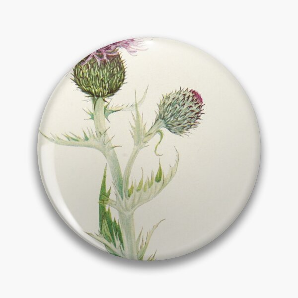 Item preview, Prairie Thistle - Botanical Illustration designed and sold by chimakingthings.