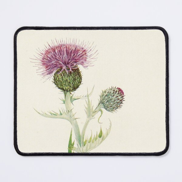 Item preview, Prairie Thistle - Botanical Illustration designed and sold by chimakingthings.