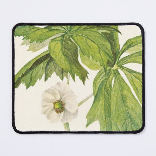 Item preview, Mayapple - Botanical Illustration designed and sold by chimakingthings.