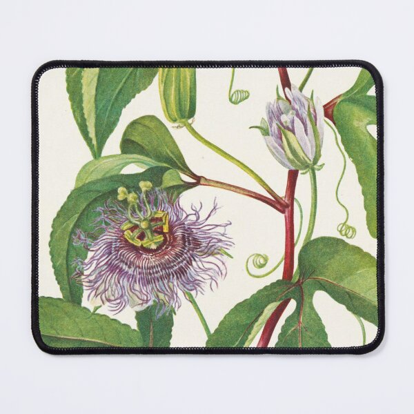 Item preview, Maypop Passionflower - Botanical Illustration designed and sold by chimakingthings.