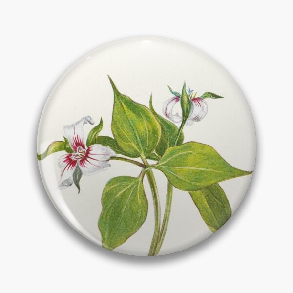 Item preview, Painted trillium - Botanical Illustration designed and sold by chimakingthings.