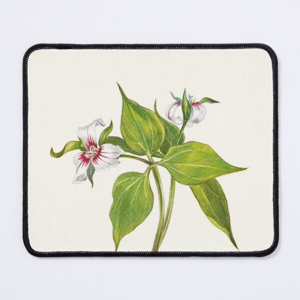 Item preview, Painted trillium - Botanical Illustration designed and sold by chimakingthings.