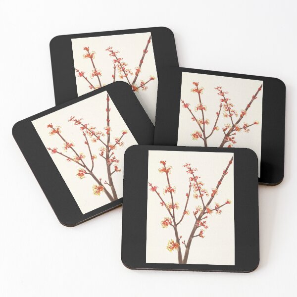 Item preview, Red maple flowers - Botanical Illustration designed and sold by chimakingthings.
