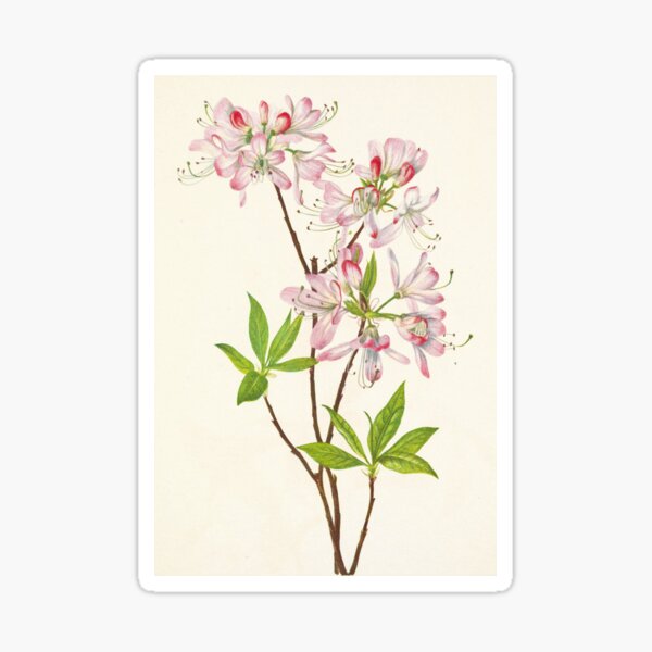 Item preview, Pinkshell azalea - Botanical Illustration designed and sold by chimakingthings.