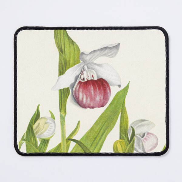 Item preview, Showy lady's slippers - Botanical Illustration designed and sold by chimakingthings.
