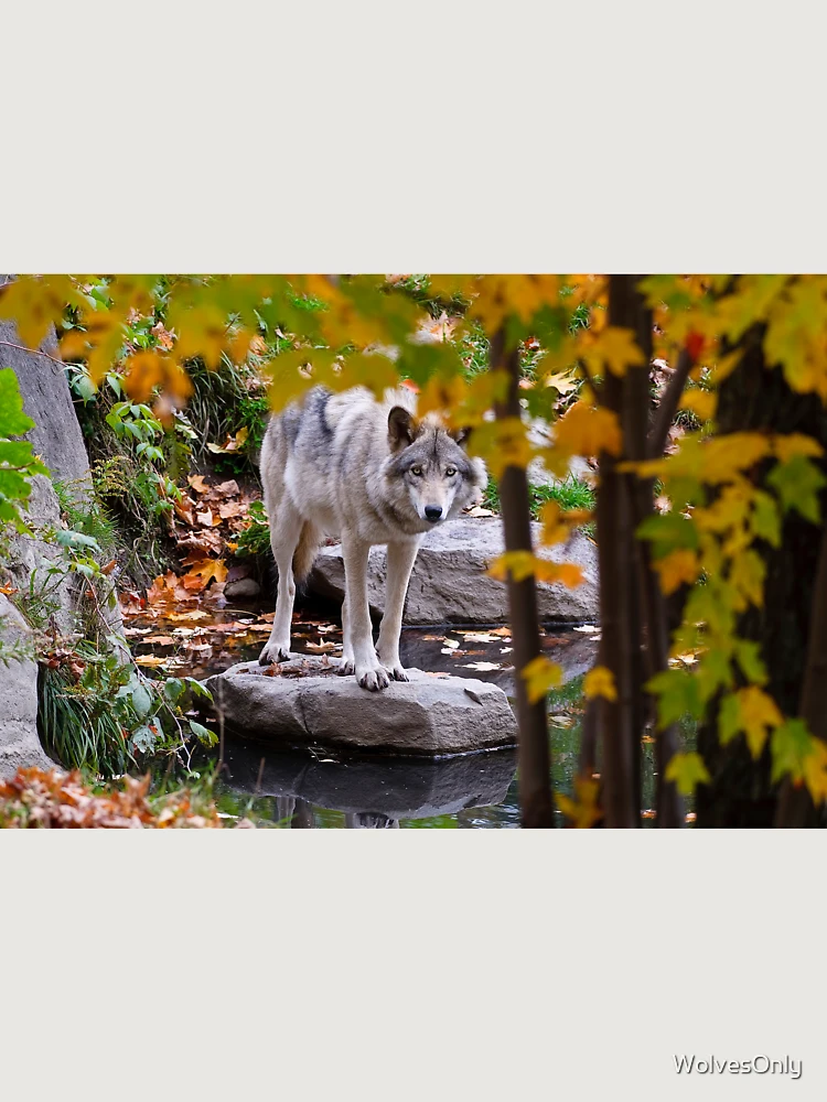 Thumbnail 6 von 6, Premium Oversized Pullover, Timber Wolf designt und verkauft von WolvesOnly.