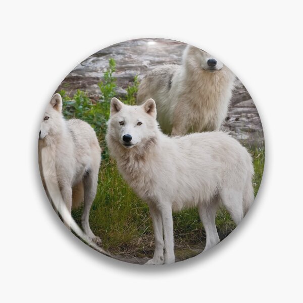 Item preview, Arctic Wolves designed and sold by WolvesOnly.