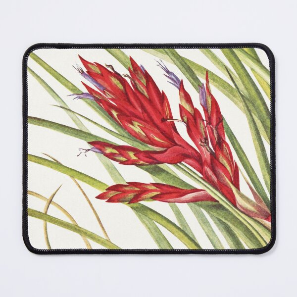 Item preview, Giant airplant - Botanical Illustration designed and sold by chimakingthings.