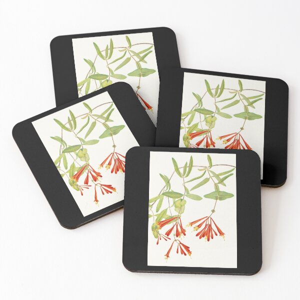 Item preview, Coral honeysuckle - Botanical Illustration designed and sold by chimakingthings.