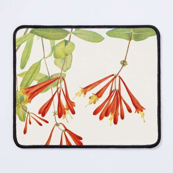 Item preview, Coral honeysuckle - Botanical Illustration designed and sold by chimakingthings.