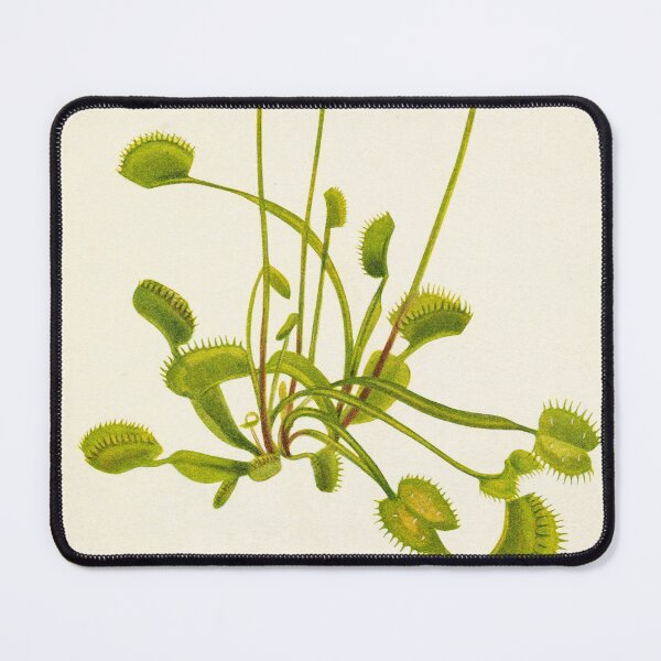 Item preview, Venus flytrap - Botanical Illustration designed and sold by chimakingthings.