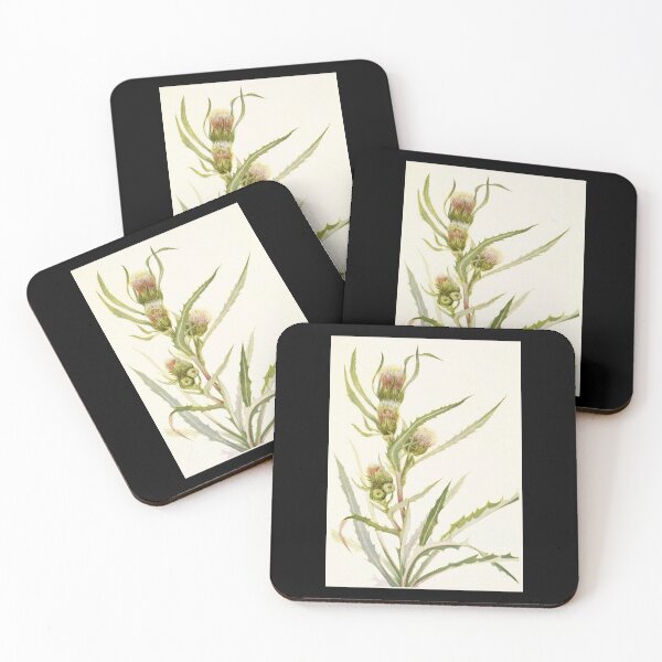 Item preview, White thistle - Botanical Illustration designed and sold by chimakingthings.