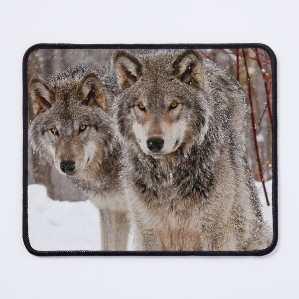 Item preview, Timber Wolves designed and sold by WolvesOnly.