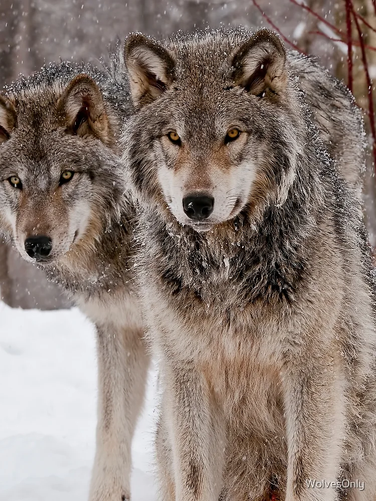 Thumbnail 3 of 3, Scarf, Timber Wolves designed and sold by WolvesOnly.