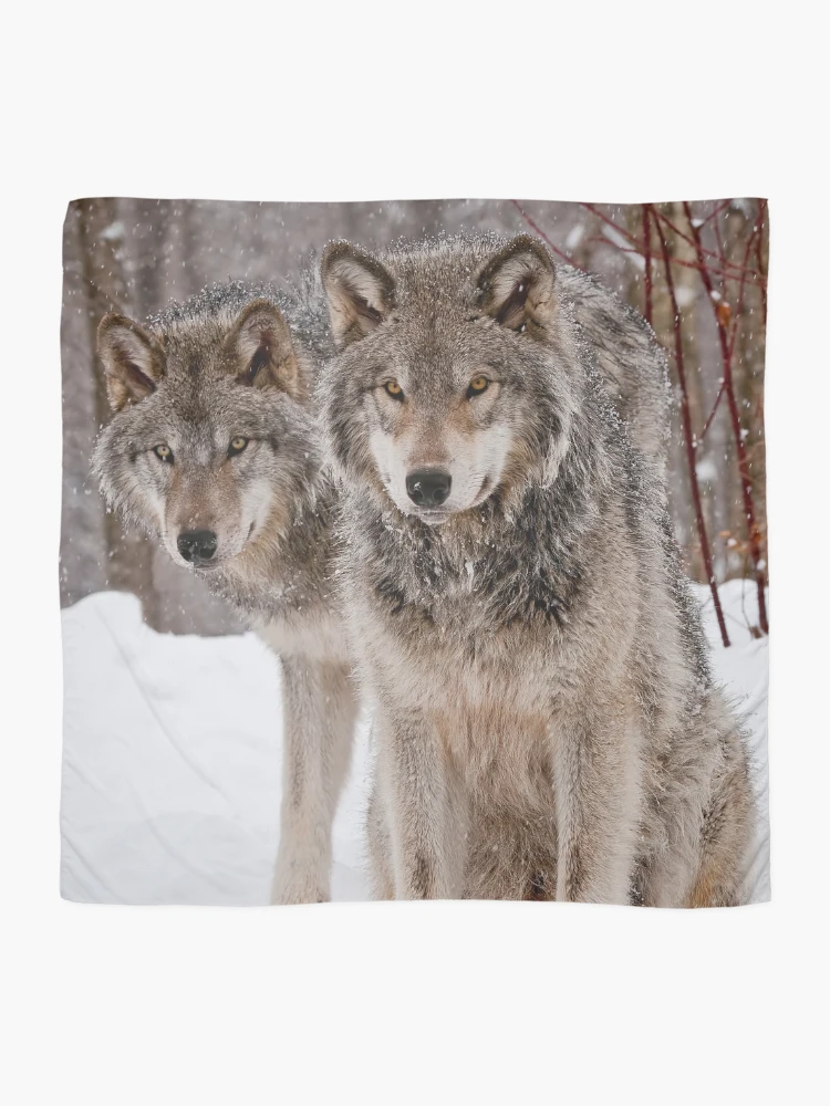 Thumbnail 2 of 3, Scarf, Timber Wolves designed and sold by WolvesOnly.