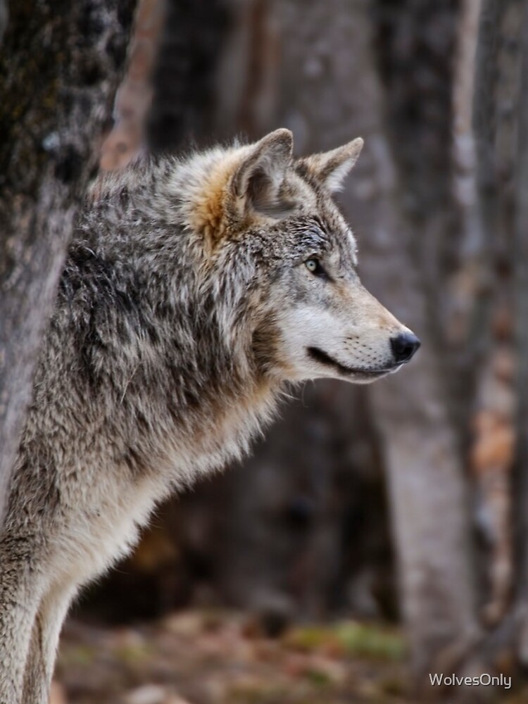 Thumbnail 4 of 4, iPhone Case, Timber Wolf designed and sold by WolvesOnly.