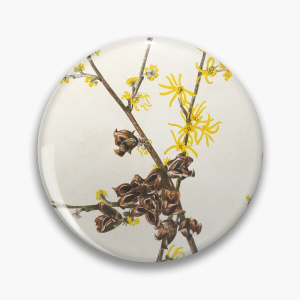 Item preview, Witch-hazel - Botanical Illustration designed and sold by chimakingthings.