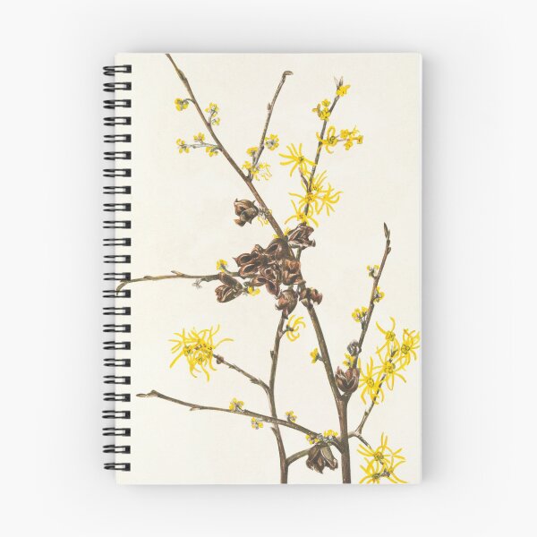 Item preview, Witch-hazel - Botanical Illustration designed and sold by chimakingthings.