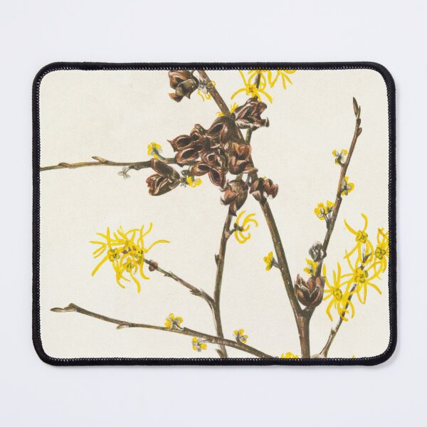 Item preview, Witch-hazel - Botanical Illustration designed and sold by chimakingthings.