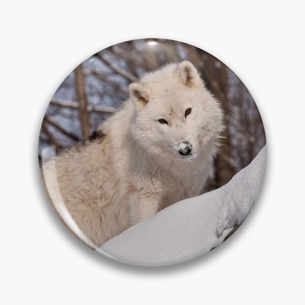 Artikelvorschau, Arctic Wolf entworfen und verkauft von WolvesOnly.