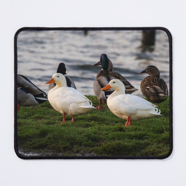 Item preview, Ducks by the Water. designed and sold by GingerMan2550.