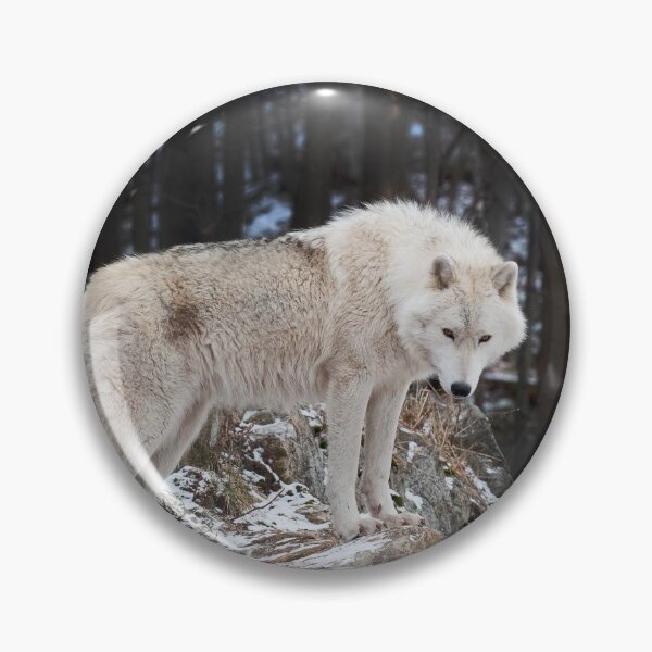 Artikelvorschau, Arctic Wolf entworfen und verkauft von WolvesOnly.