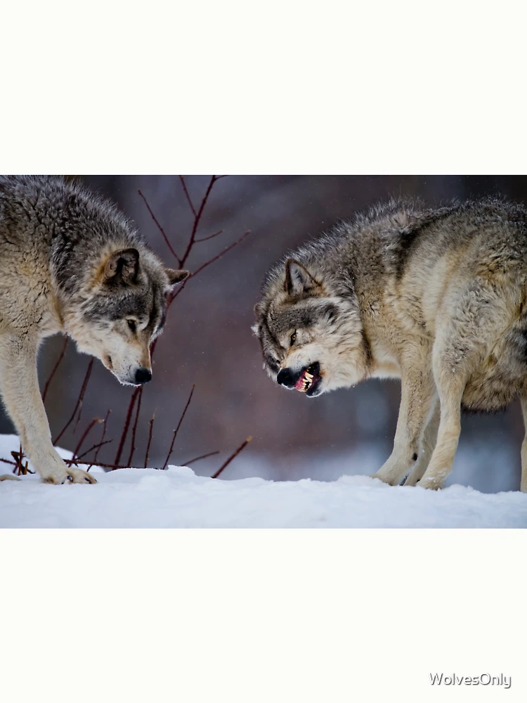 Thumbnail 6 von 6, Pullover, Timber Wolves designt und verkauft von WolvesOnly.