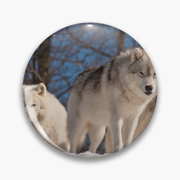 Item preview, Arctic Wolves designed and sold by WolvesOnly.