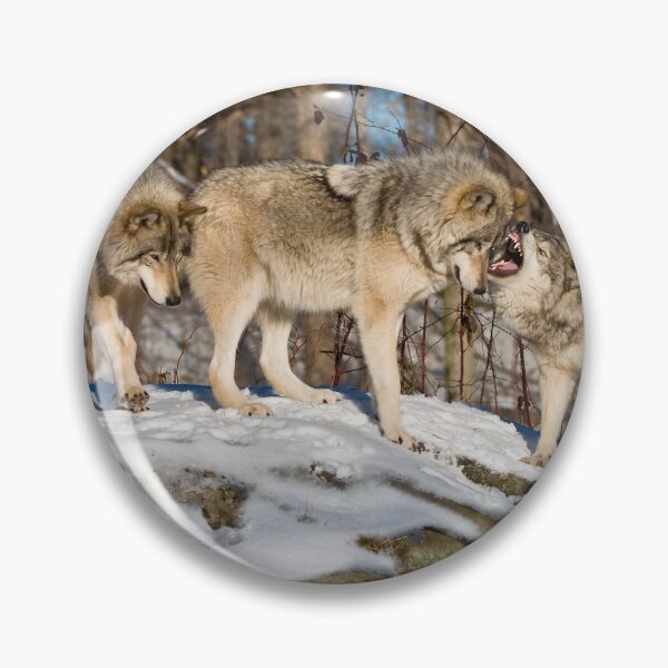 Item preview, Timber Wolves designed and sold by WolvesOnly.