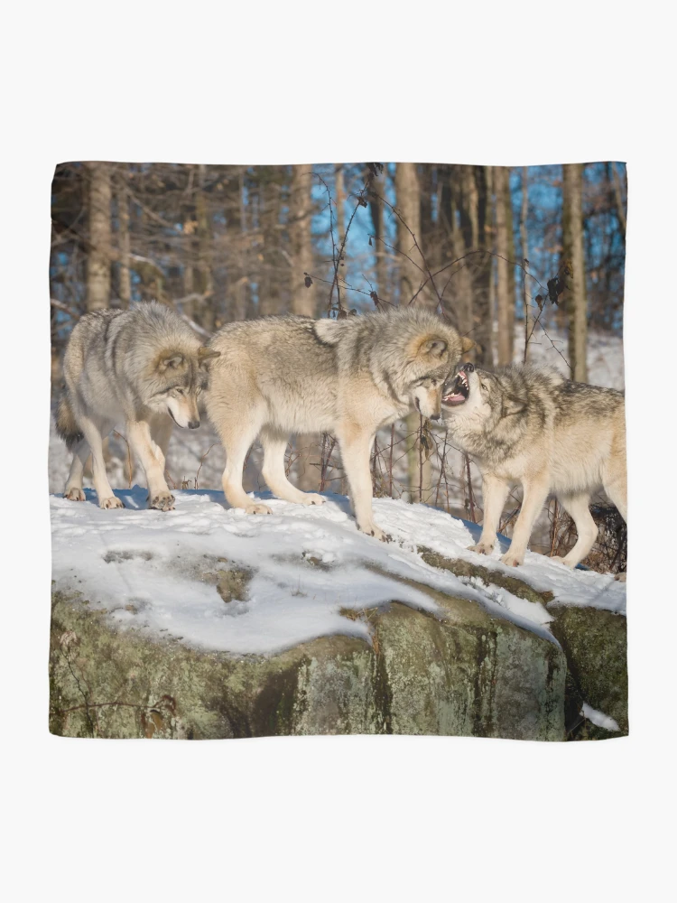 Thumbnail 2 of 3, Scarf, Timber Wolves designed and sold by WolvesOnly.