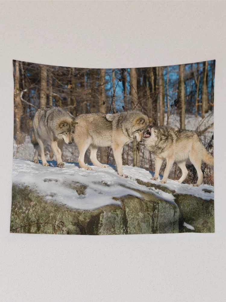 Thumbnail 2 of 3, Tapestry, Timber Wolves designed and sold by WolvesOnly.