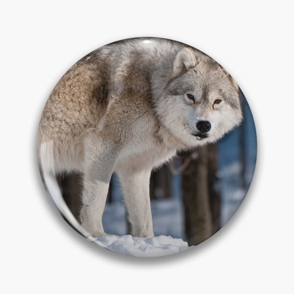 Artikelvorschau, Arctic Wolf entworfen und verkauft von WolvesOnly.