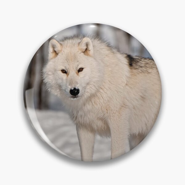 Artikelvorschau, Arctic Wolf entworfen und verkauft von WolvesOnly.