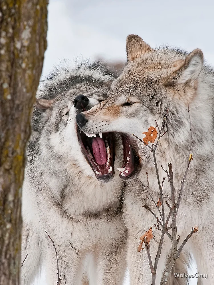 Thumbnail 3 of 3, Scarf, Timber Wolves designed and sold by WolvesOnly.